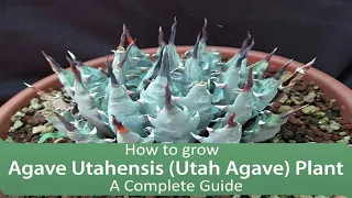 How to grow Agave Utahensis (Utah Agave) Plant - a complete guide