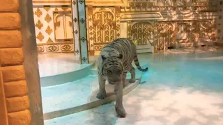 Тигр альбинос🐯🐅🐯🐅