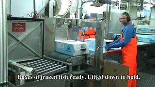 Freezing trawler fishing and  processing fish fillets.