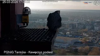 PGNiG Termika Kawęczyn PL-Czarnooka, 2 eggs, break on platform, return to incubation-2024 03 251648
