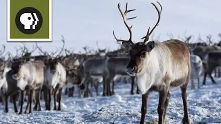 Reindeer Cyclone