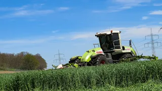 Claas Cougar 1400 am Futterroggen mähen 🎥☘️