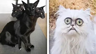 15 Abnormal and Strange Cats That Actually Exist