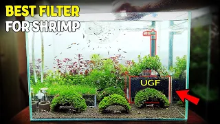 NEW Shrimp Tank Setup for Caridina with UGF Box (Where to Buy & How to Make UGF Filter Box)