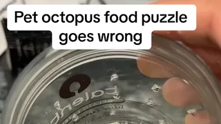 Pet Octopus food puzzle goes very wrong