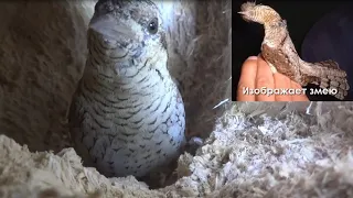 Wryneck is the bird that knows how to portray a snake - Documentary (Jynx torquilla)