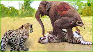 100 Fierce Moments Big Cat Attack To D.ie | Fight For Survival Of All Wild Animals - Face To Face