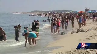 Beachgoers witness shark attack seal feet away from shore