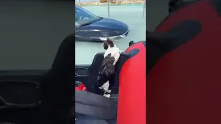 Dubai Rain - Cat Rescued From the flood