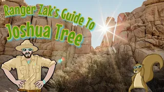 Best Things To Do at Joshua Tree National Park