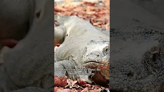 KOMODO DRAGON | THE WORLD'S LARGEST LIVING LIZARD