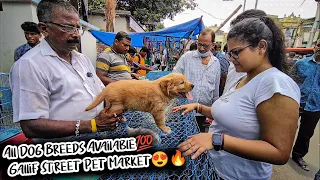 Cheap Price Dog In Kolkata | Gallif Street Pet Market Kolkata | Recent Dog Puppy Price Update | Dogs
