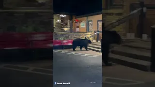 Black Bear At The Peddler Steakhouse In Gatlinburg Tennessee