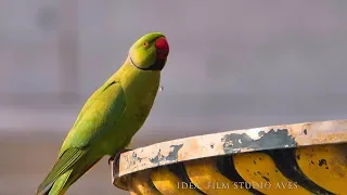 Rose-ringed parakeet (Psittacula krameri) | Film Studio Aves