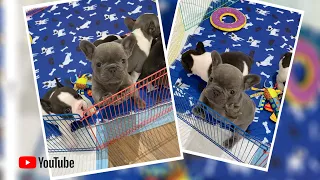 💙🐶 “Frankie insists on being in the video” 🤣💕🤣  Poetic French Bulldog Puppies 🏝 Miami Beach