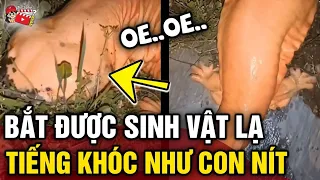 Bắt được 'SINH VẬT LẠ' có tiếng kêu hệt như 'EM BÉ ĐANG KHÓC' gây ám ảnh | Tin 3 Phút