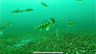 !!! NEW UNDERWATER LAKE SIMCOE FEB 14' 2024