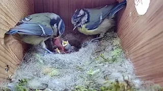 16th March 2021 - Blue tit nest box live camera highlights