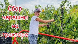 Работа в Крыму/ Сбор черешни 🍒и клубники🍓