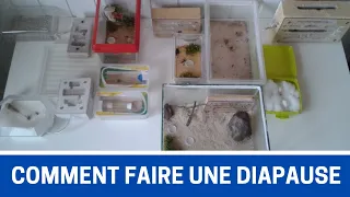 C'est quoi une DIAPAUSE ? COMMENT faire une DIAPAUSE ? Pour quelles espèces de FOURMIS ?