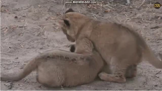 Ridged nose lioness and her little boys