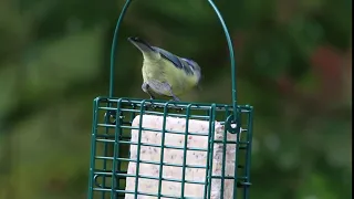 Blue tit feeding on a suet block