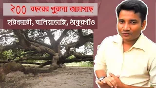 200 Years Old Mango Tree Bangladesh