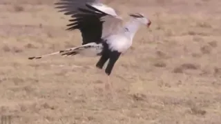 King Kobra vs Secretary bird dangerous Fight   PCM NEWS