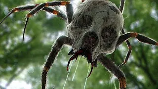 Как выглядят самые опасные и ядовитые пауки на планете!