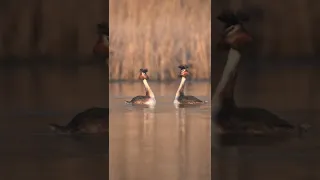 Great Crested Grebe dance. . .#shorts