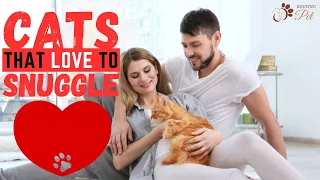 Top 10 Best Lap Cat Breeds That Love to Snuggle