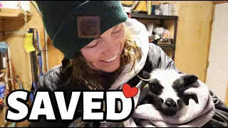 ITTY BITTY WINS.🥰 | a tiny fighter, delivering piggy back lambs, and Carissa gets vocal😉 | Vlog 564