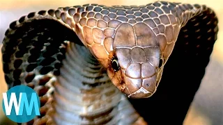 Top 10 TERRIFYING Snakes That Will Probably KILL You