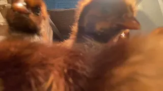 Baby Barnevelders excited to be on camera. 2 days old and full of energy.