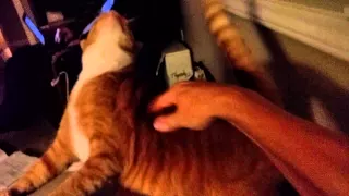 Cat loves the back scratch