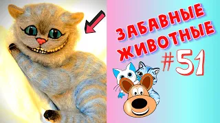 Приколы с Животными #51 / Смешные Животные / Приколы 2020 / Приколы про Животных / Лучшие Приколы