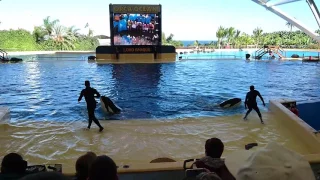 Orca Ocean (Loro Park), Tenerife