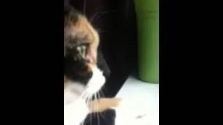 Funny cat calling a bird