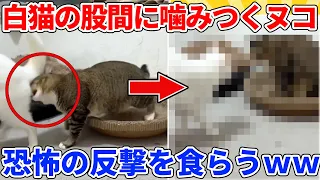 【2ch動物スレ】なぜか白猫の股間に噛みつくヌコ→恐怖の反撃されるｗｗｗｗｗ