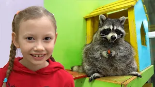 Alena plays and studies funny animals Raccoons