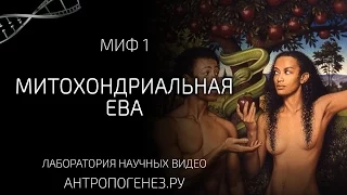 Миф о митохондриальной Еве. Мифы об эволюции человека.