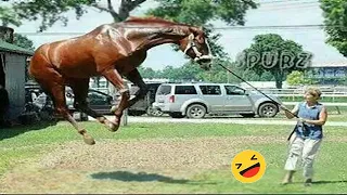 Best Funniest Horse 😹 - funny and cute Horse Videos Compilation Made your day with #4