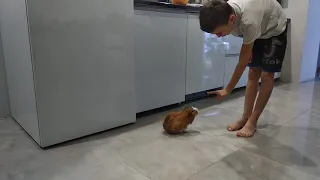 Умная морская свинка служит и носит огурец. Clever Guinea pig tricks