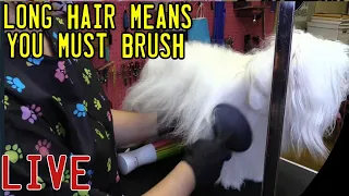 Brushing the worlds best Coton