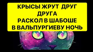 Крысы жрут друг друга .Раскол в шабоше в вальпургиеву ночь❗️❗️❗️