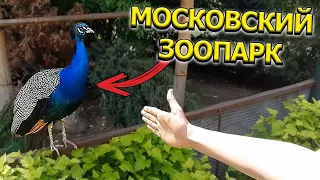 ВЛОГ: Московский Зоопарк 2023 | Капибары, обезьяны, крокодилы