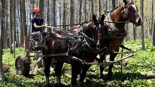 A little horselogging, and some of the before and after work.