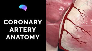 Coronary Artery Anatomy (3D Anatomy Tutorial)