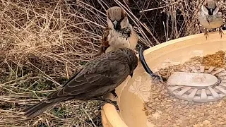 Female cowbird asks male house sparrow for a preening, see what happens...