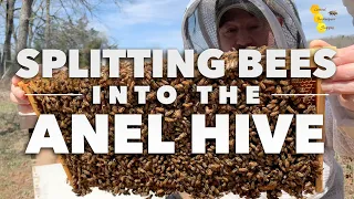 Splitting Bees into the Anel Hive [Cora splits her own bees] | Installing a Queen in the Anel Hive